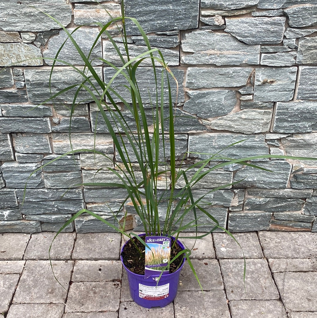 Calamagrostis Karl Foerster