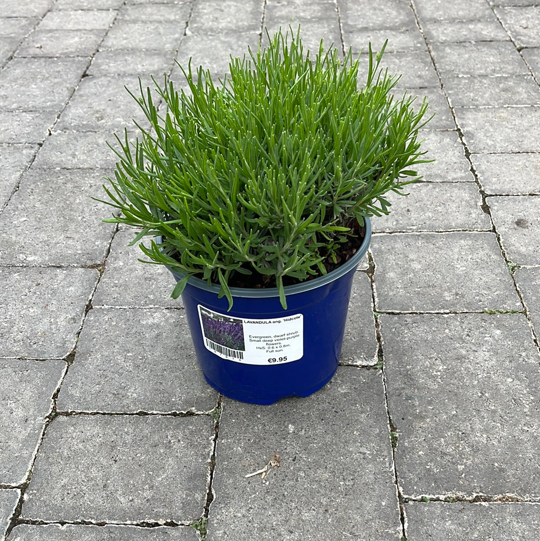 English Lavender (Lavandula Angustifolia Hidcote)