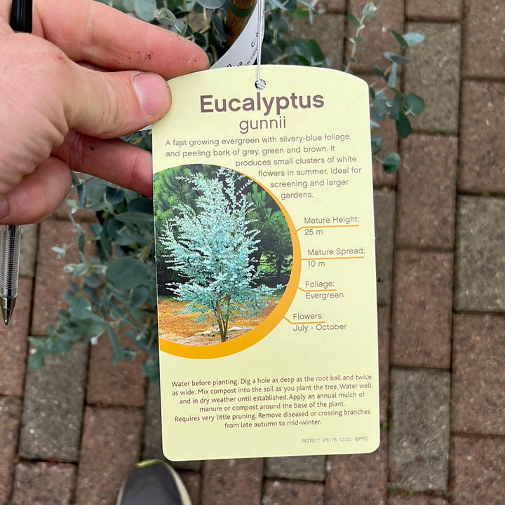 EUCALYPTUS GUNNII