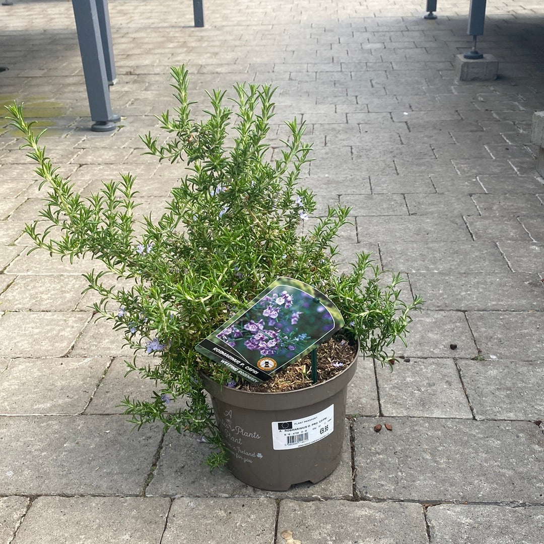 Rosmarinius O. Pro. Capri -  - Windyridge Garden Centre