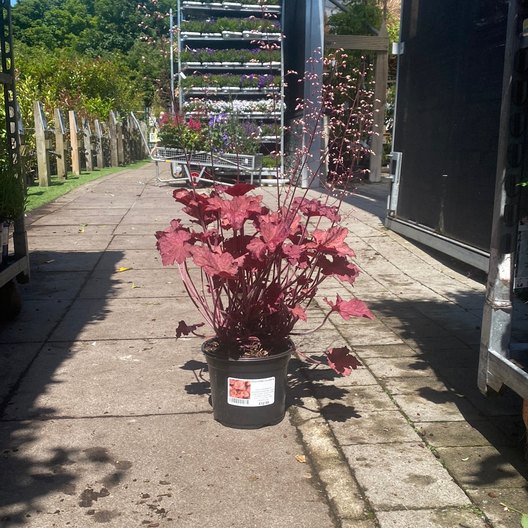 HEUCHERA Coralberry