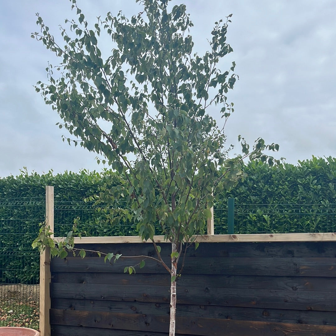 BETULA ALBOSINENSIS FASCINATION