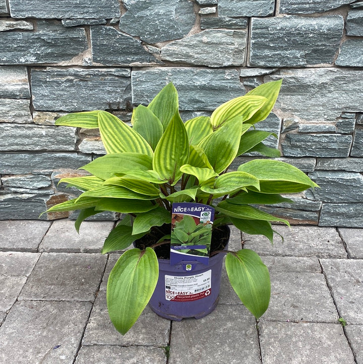 Plantain Lilies (Hosta Purple Heart)