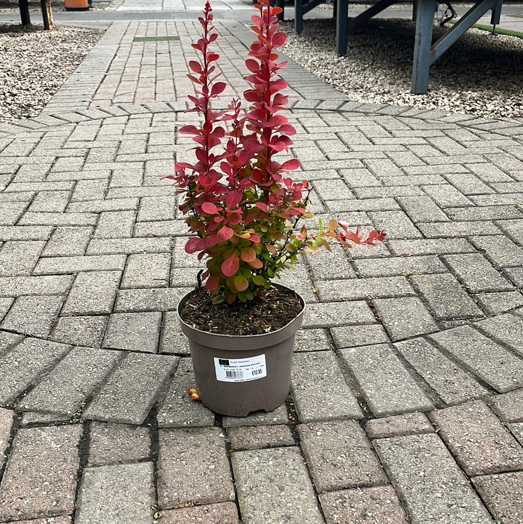 BERBERIS T. ORANGE ROCKET