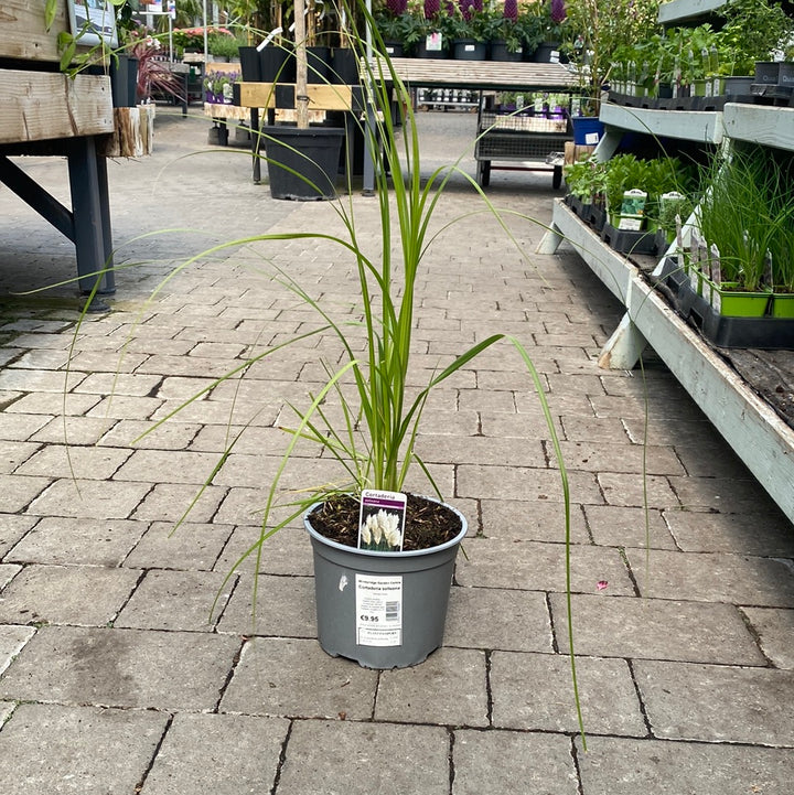 Cortaderia Selleona - Herbaceous - Windyridge Garden Centre