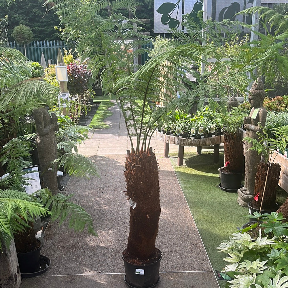 Dicksonia Antarctica 90-100Cm 3 Foot- Trees - Windy Ridge Garden Centre
