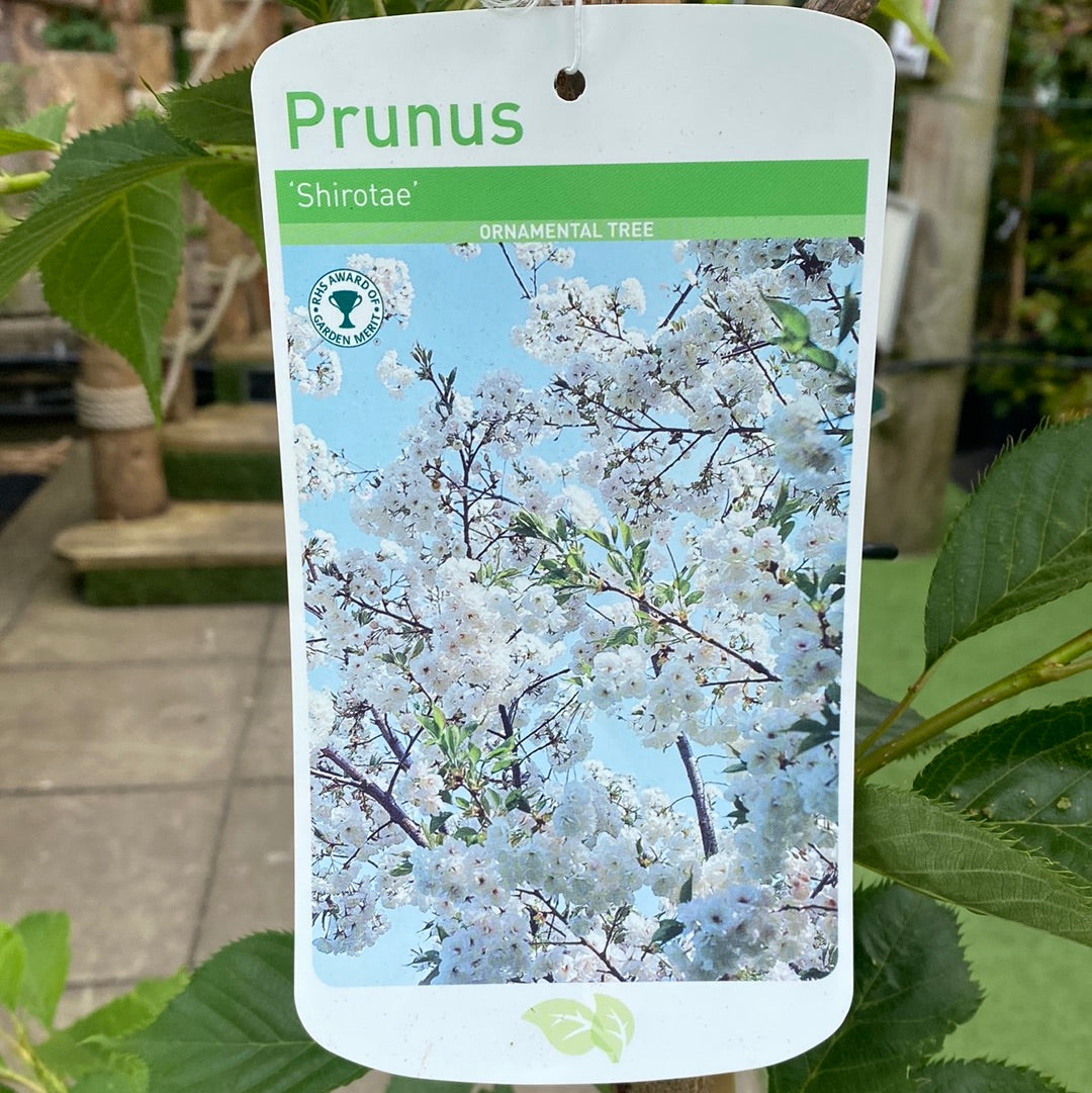Prunus shirotae