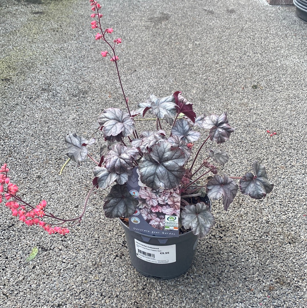 HEUCHERA Hollywood