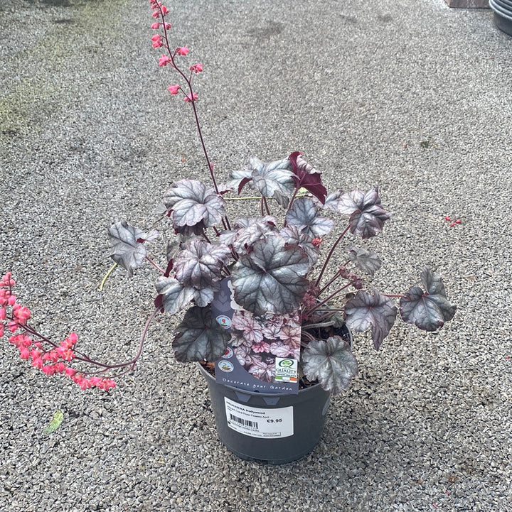 HEUCHERA Hollywood