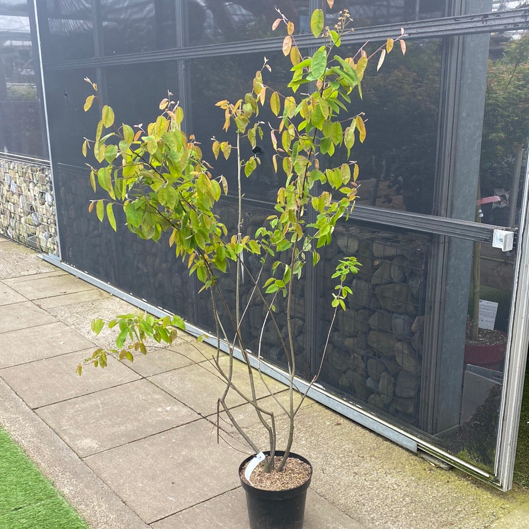 Amelanchier lamarckii