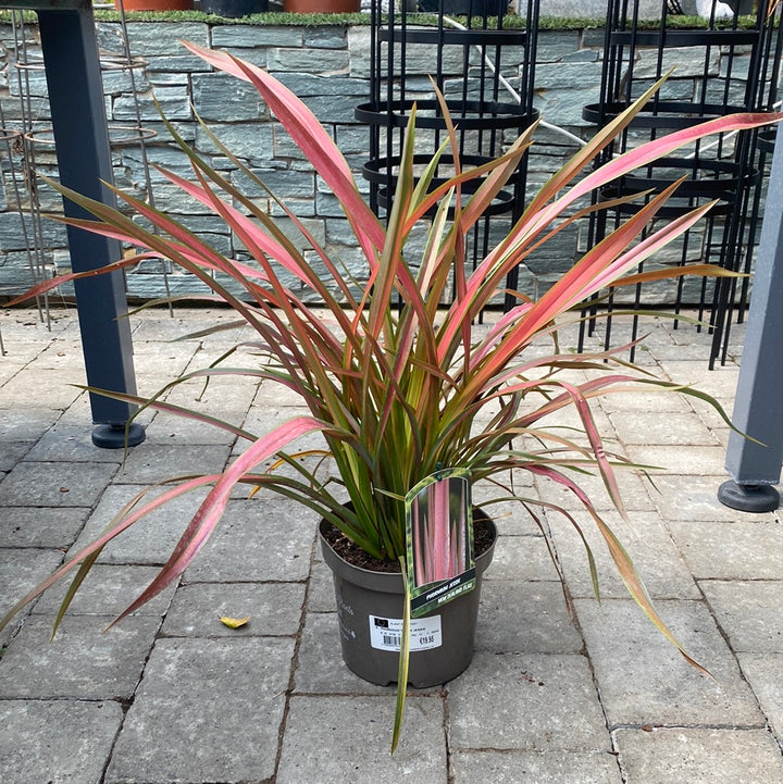 PHORMIUM TENAX JESTER