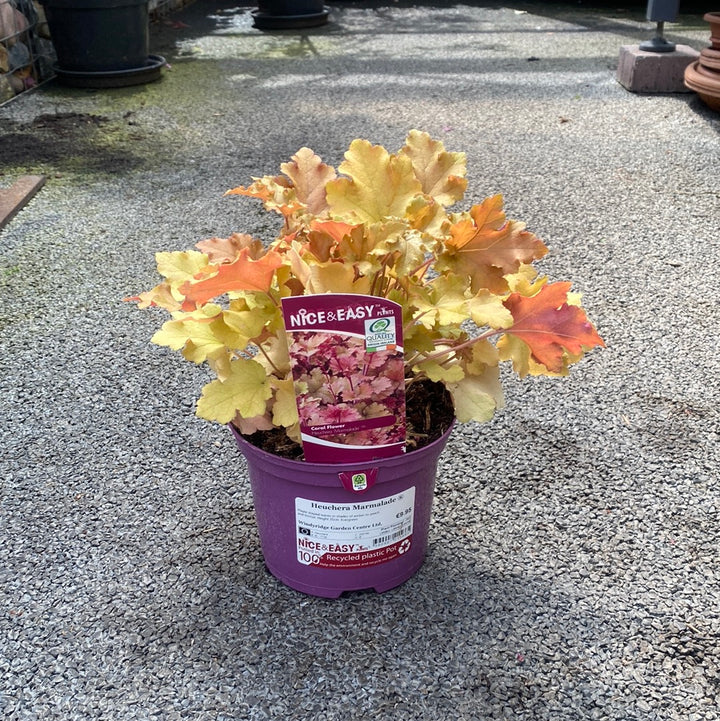 Heuchera Marmalade