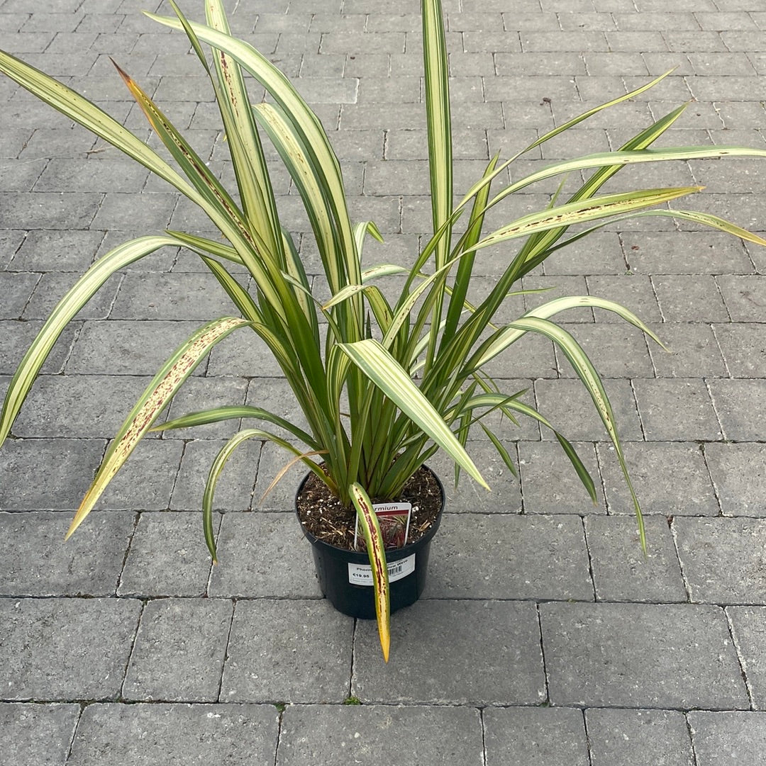Phormium Yellow Wave
