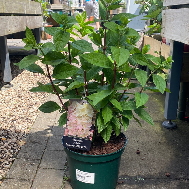 HYDRANGEA pan. Bonfire