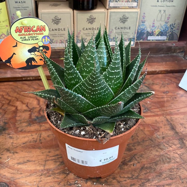 Aloe  Cosmo