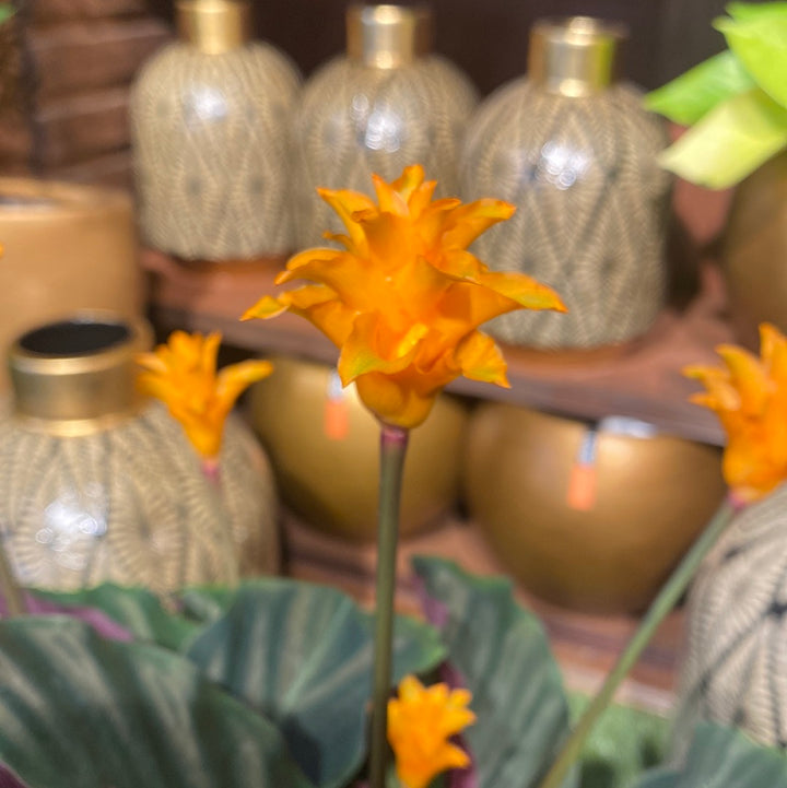 Calathea crocata Tassmania  16 cm Ceramic Pot