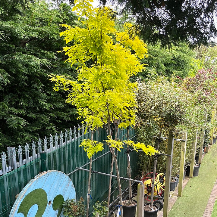 ROBINIA PSEUD. 'FRISIA' CLT 35