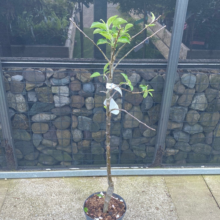 Bramleys seedling