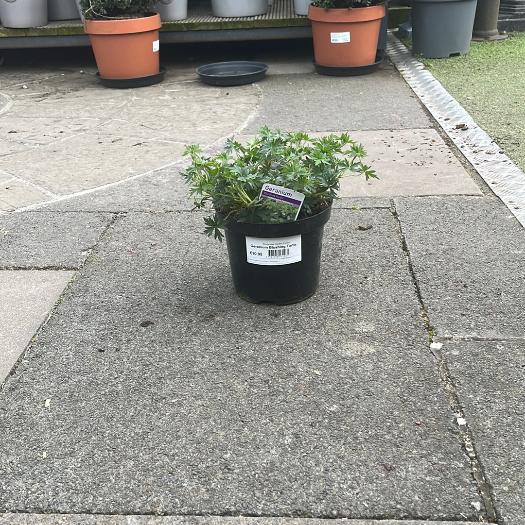 Geranium Blushing Turtle - Herbaceous - Windyridge Garden Centre