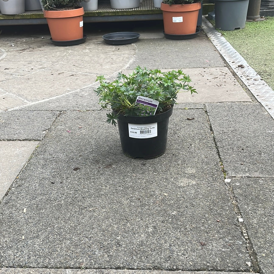Geranium Blushing Turtle - Herbaceous - Windyridge Garden Centre
