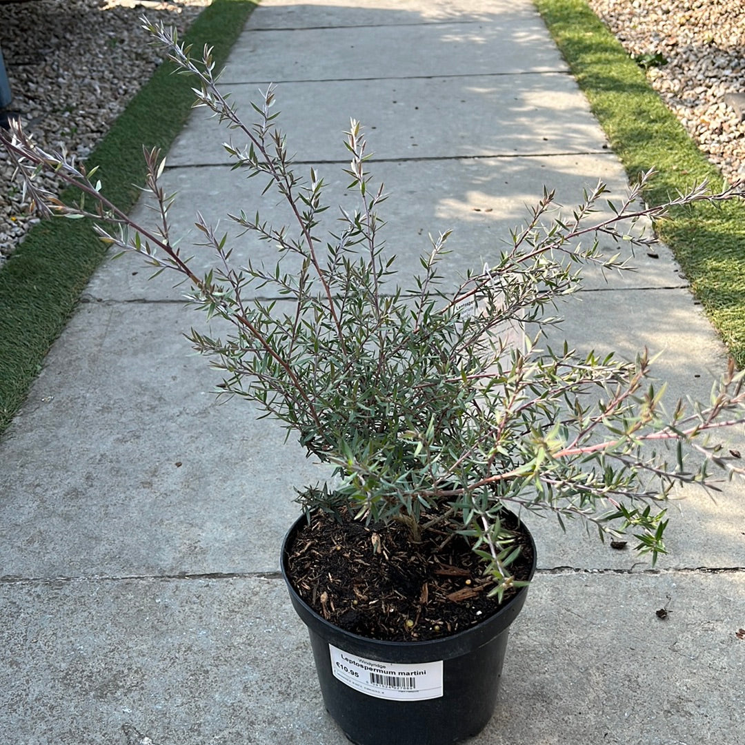 Leptospermum martini