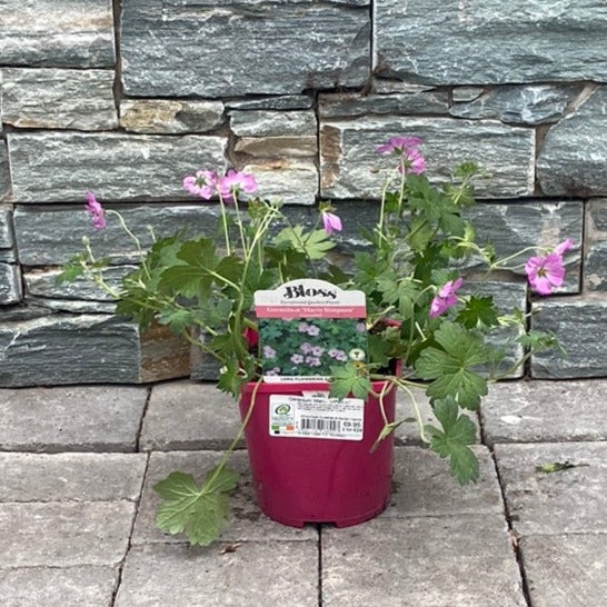 Cranesbill Geranium Mavis Simpson (2Ltr Pot)