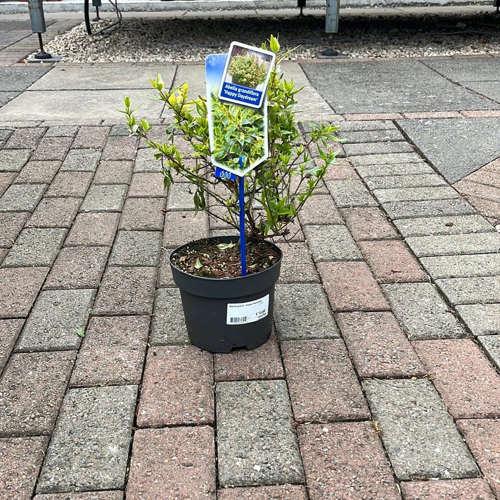 Abelia Grand. Happy Daydream  2 Ltr Pot - Herbaceous - Windyridge Garden Centre