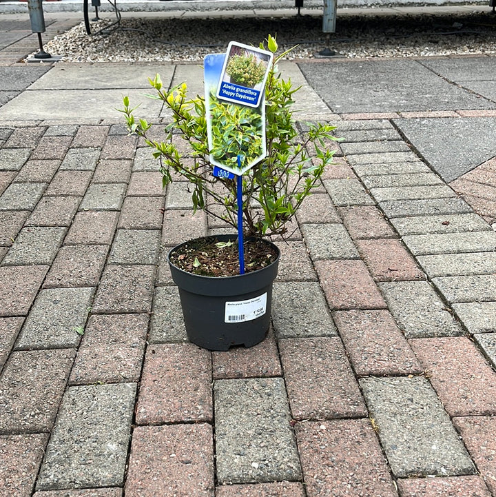 Abelia Grand. Happy Daydream  2 Ltr Pot - Herbaceous - Windyridge Garden Centre