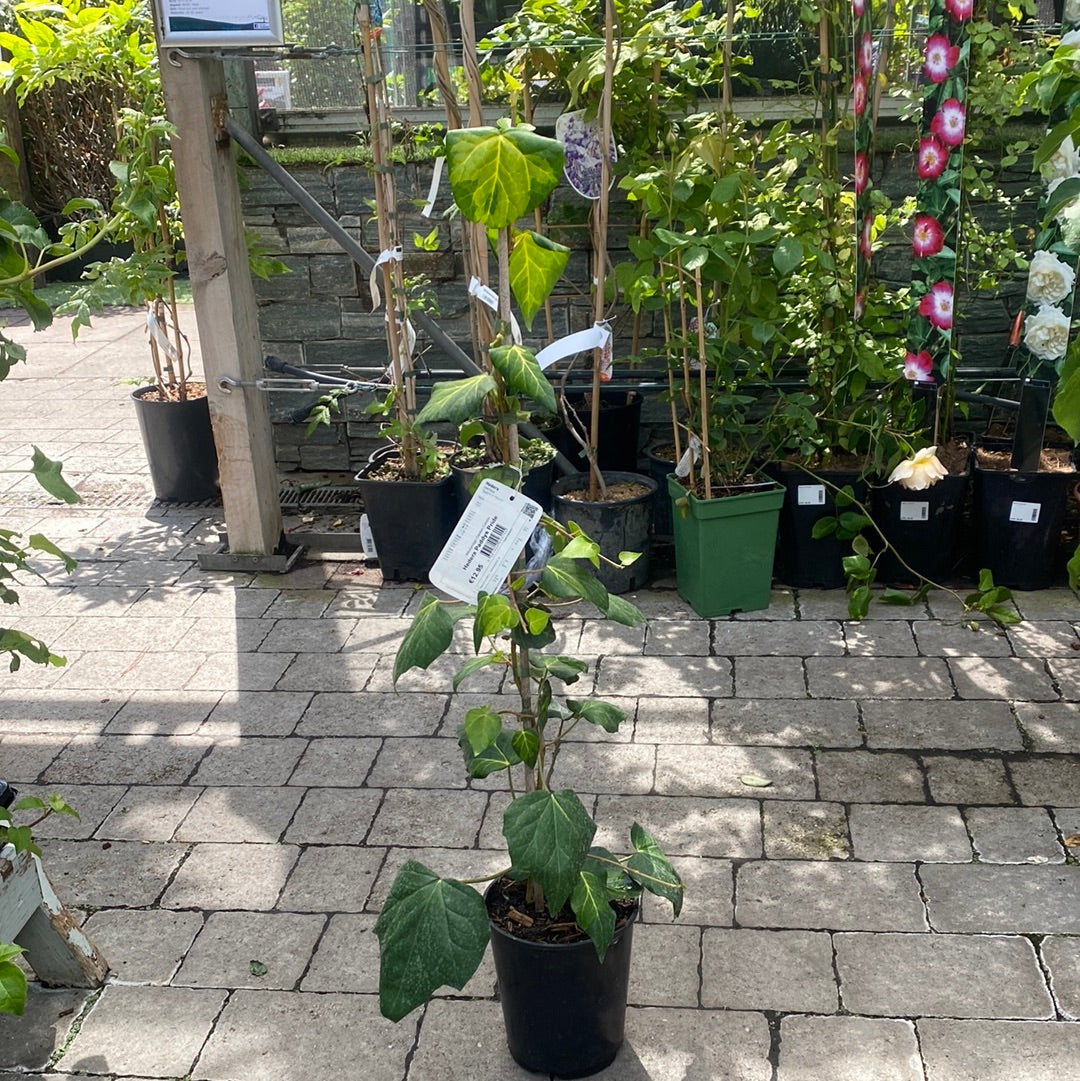 Hedera Paddys Pride - Climbers - Windyridge Garden Centre