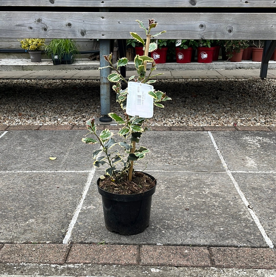 Ilex Aquifolium Silver Queen