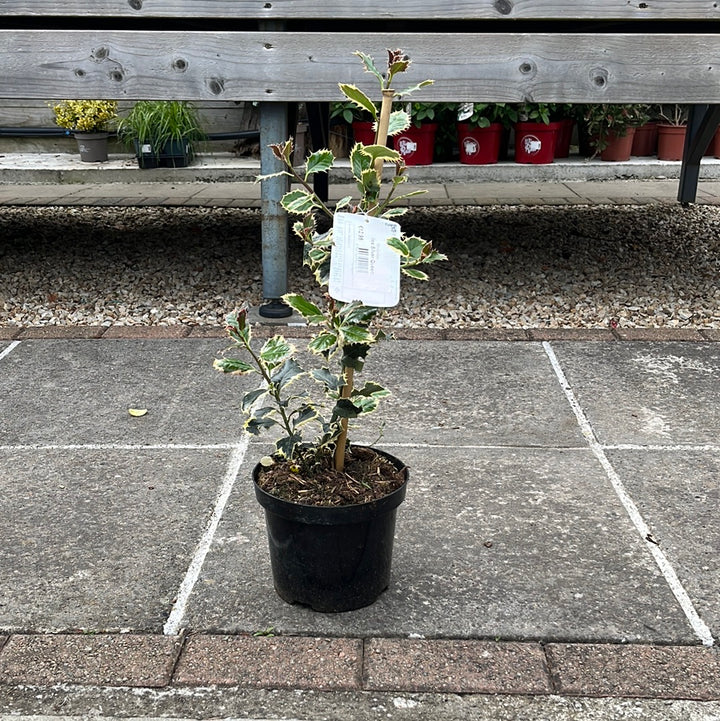 Ilex Aquifolium Silver Queen