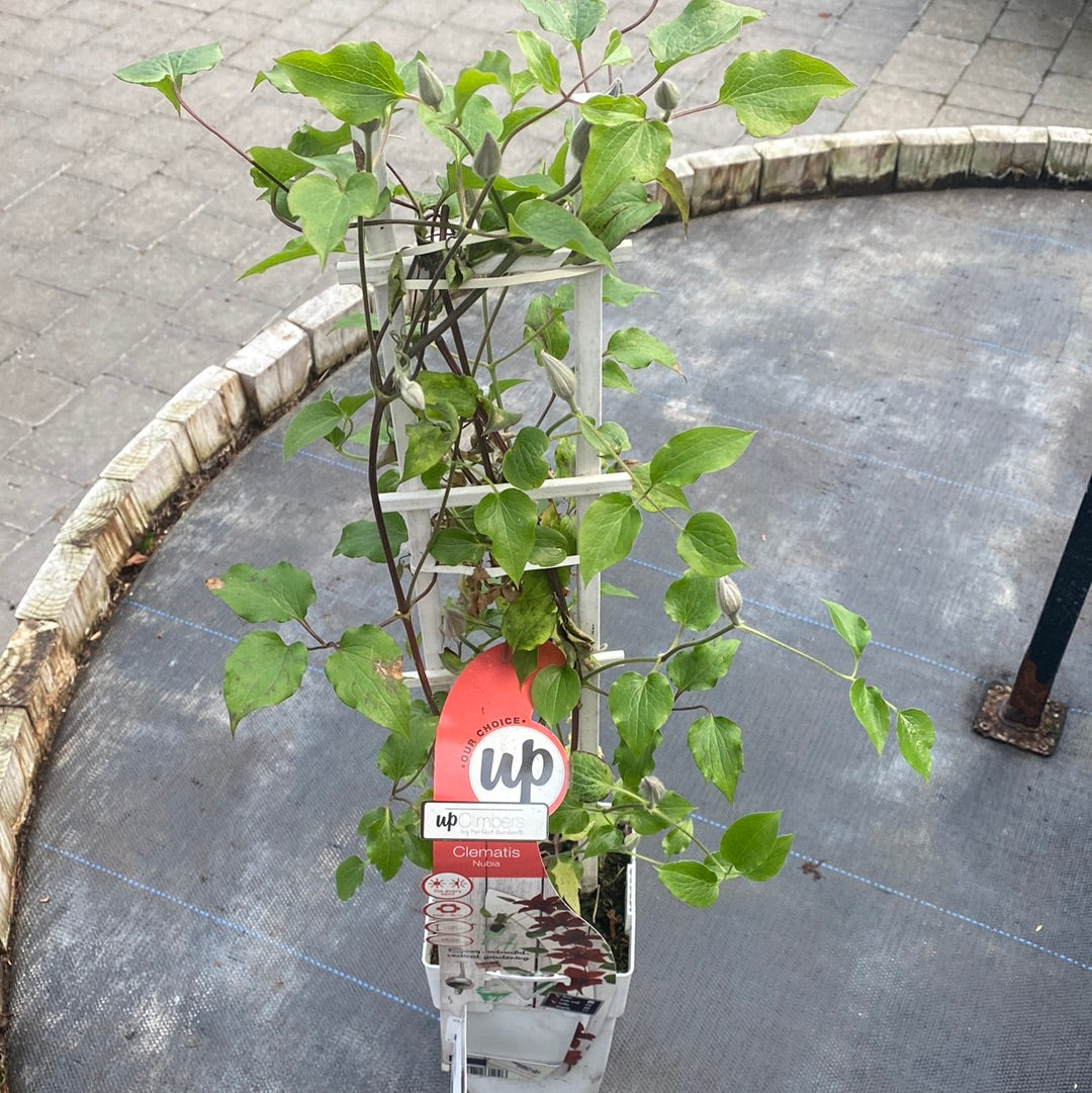 Clematis Nubia   C2 - Trellis - Climbers - Windyridge Garden Centre