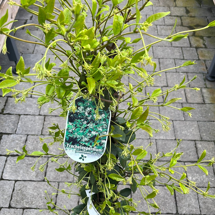 Trachelospermum Jasminoides - Climbers - Windyridge Garden Centre