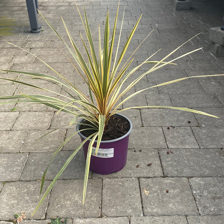 Cordyline Torbay Dazzler