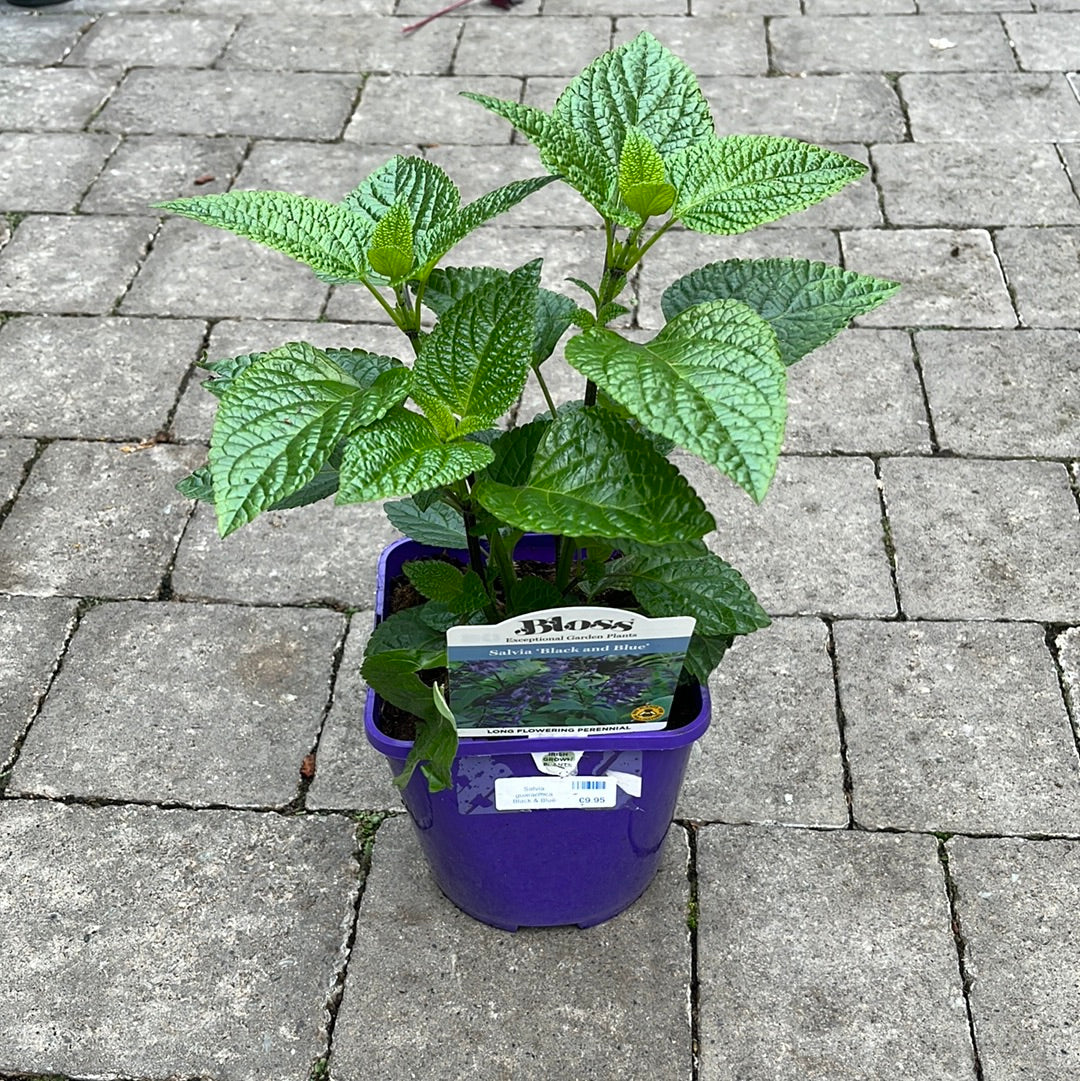 Salvia guaranitica Black & Blue 2L