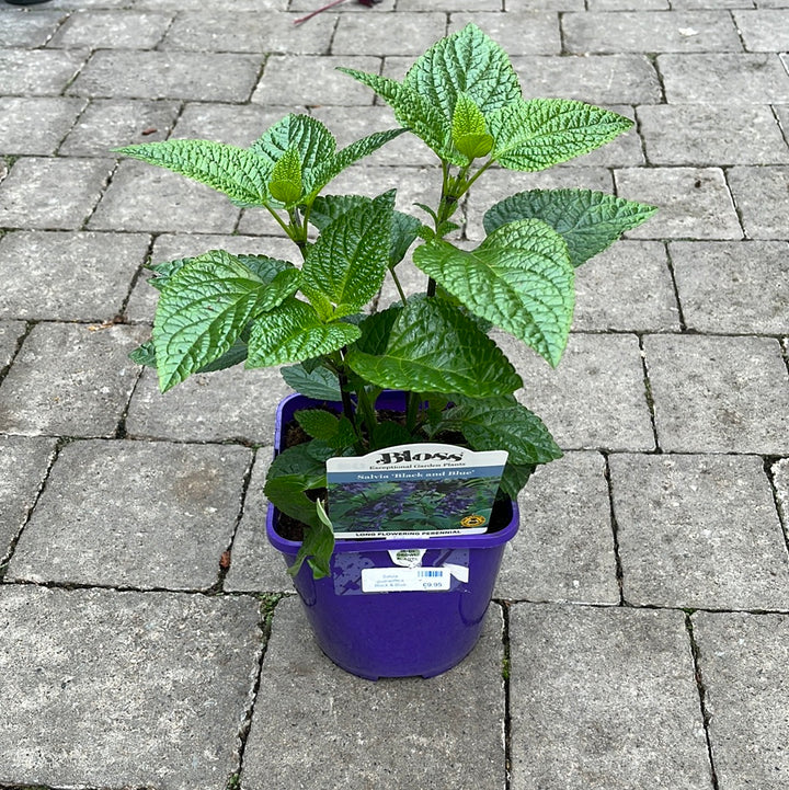 Salvia guaranitica Black & Blue 2L