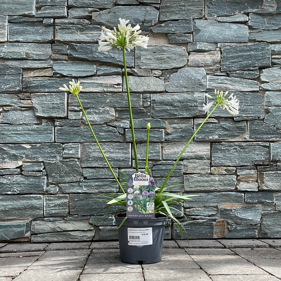 AGAPANTHUS x Pitchoune White