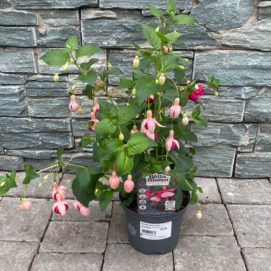 Fuchsia Garden News - Shrubs - Windyridge Garden Centre
