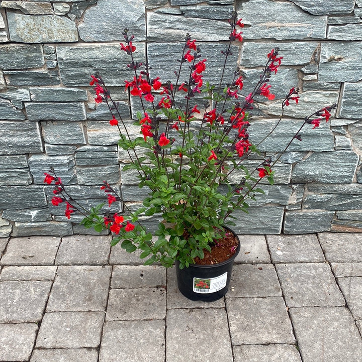 Salvia greggii Royal Bumble