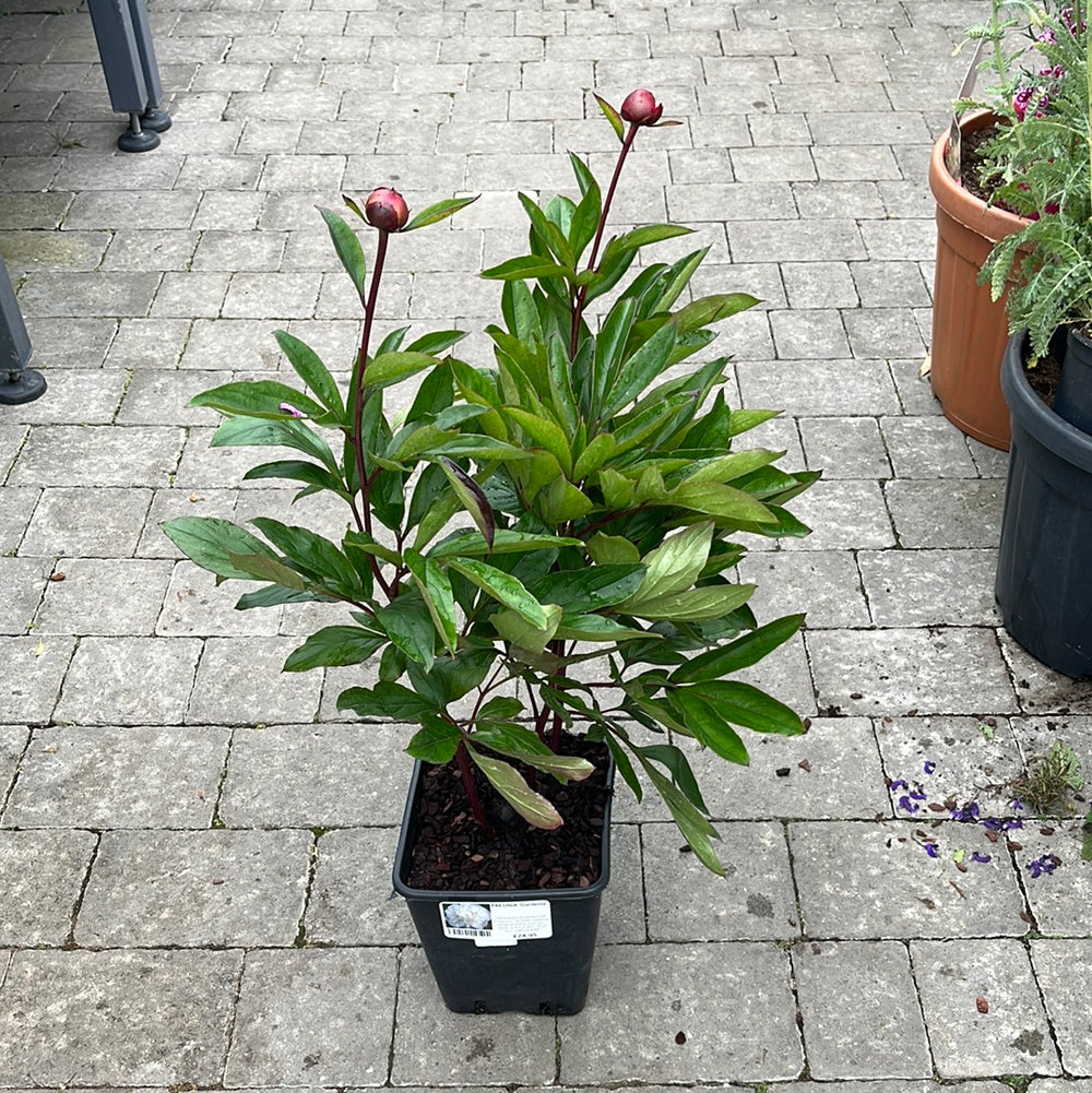 Paeonia Gardenia - Herbaceous - Windyridge Garden Centre