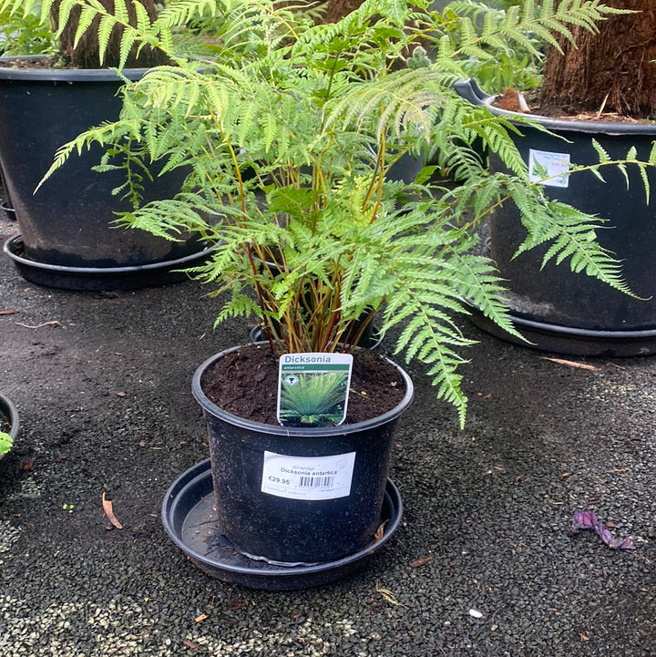 Dicksonia antartica 5L