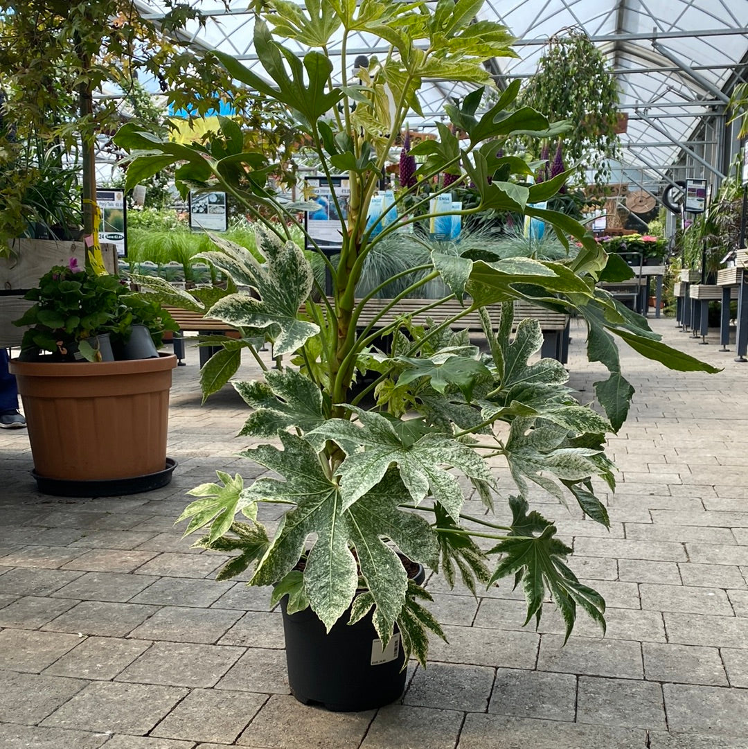 Buy Fatsia Japonica Spiders Web Online Windyridge Garden Centre buy-fatsia-japonica-spiders-web-online-windyridge-garden-centre