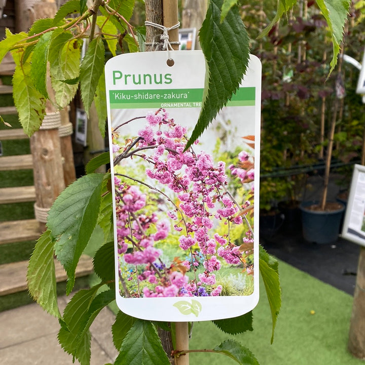 Prunus Cheals Weeping