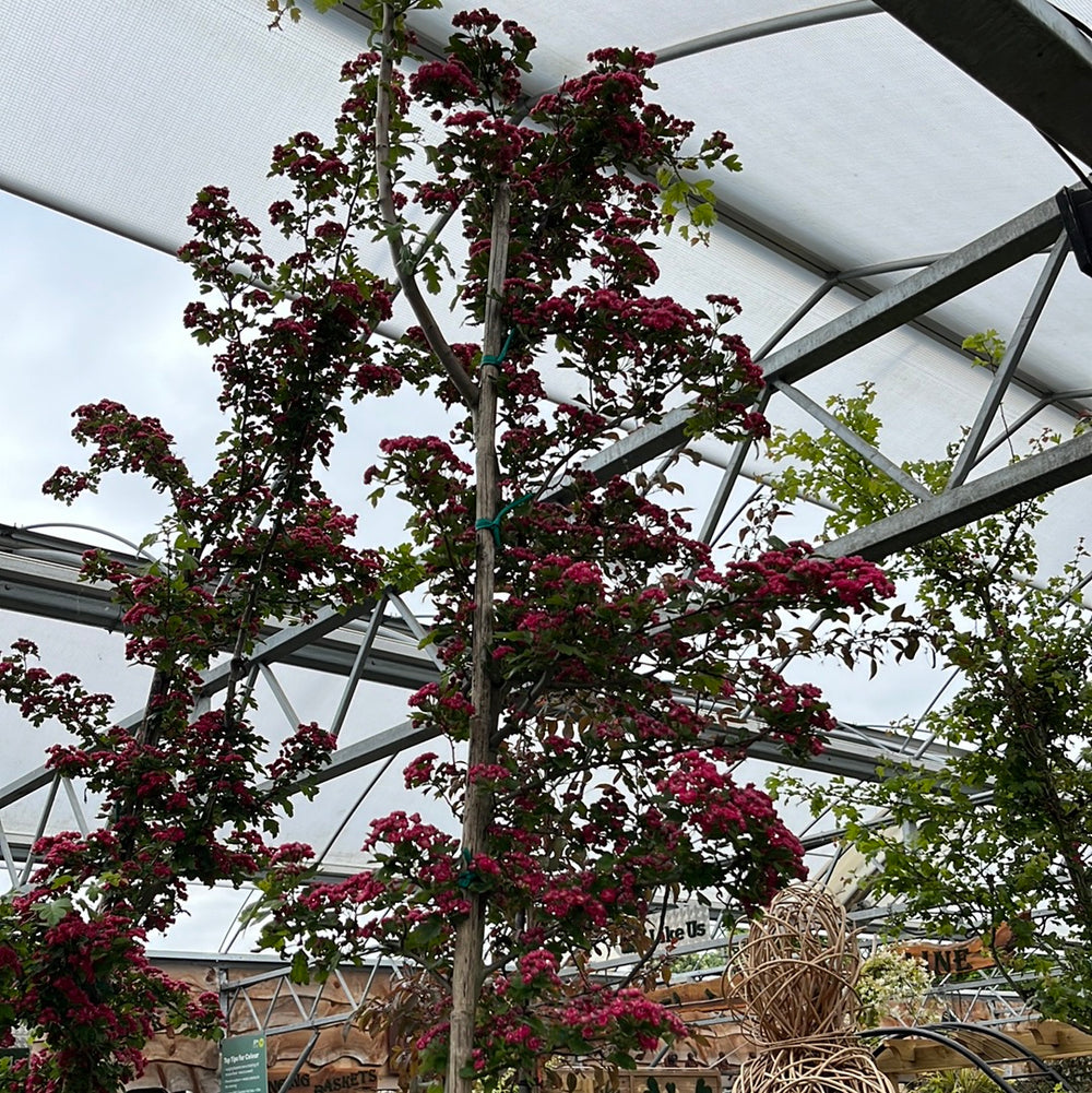 Crataegus Laev. Paul S Scarlet Clt 35   Circ. Tr. 06 - 08 Cm  Std - Trees - Windyridge Garden Centre