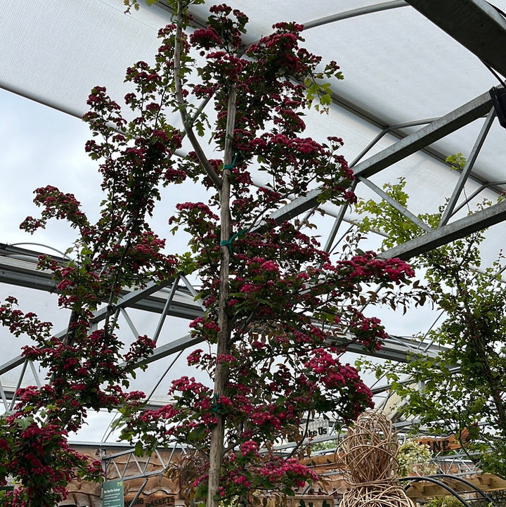 Crataegus Laev. Paul S Scarlet Clt 35   Circ. Tr. 06 - 08 Cm  Std - Trees - Windyridge Garden Centre