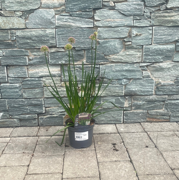 ALLIUM Millenium