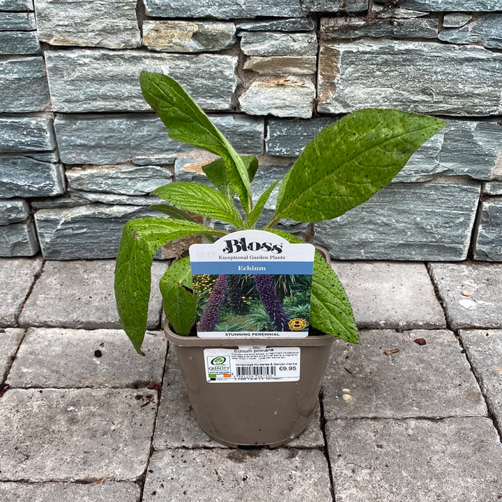 Giant Vipers Bugloss Echium Pininana (2Ltr Pot)