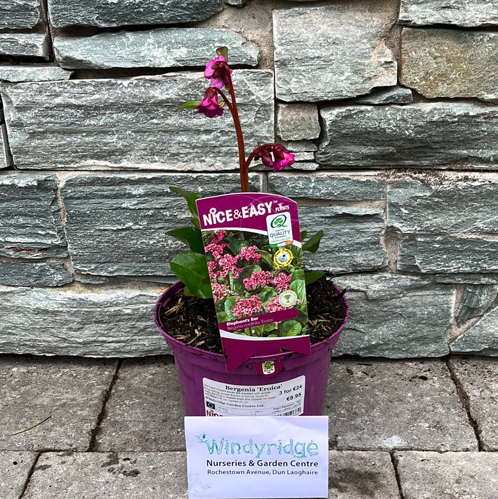 Bergenia-Eroica-Potted