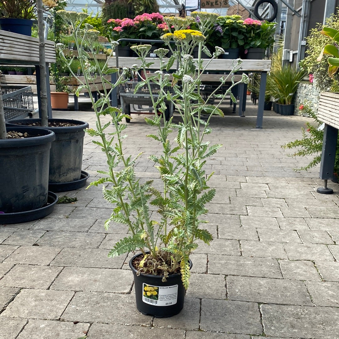 ACHILLEA Moonshine