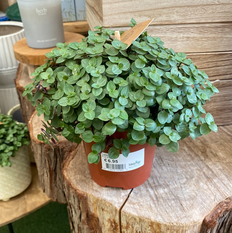 Turtle Vine Callisia Turtle (10.5Cm Pot) - Indoor Plants - Windyridge Garden Centre
